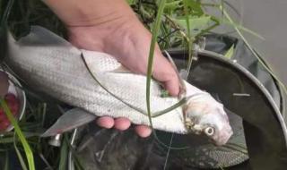 忘不了鱼多少钱一斤 忘不了鱼多少钱一斤