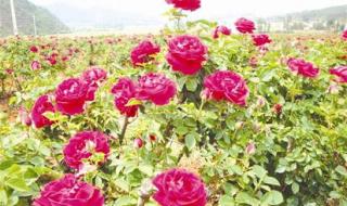 5月旅游推荐 5月旅游推荐