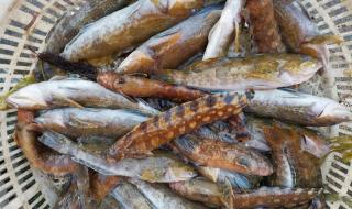 今天是三九的第几天 今天是三九的第几天