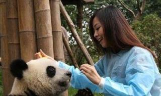 熊猫的知识资料大全 熊猫的知识资料大全