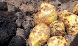 中国梦想秀洋芋疙瘩 中国梦想秀洋芋疙瘩