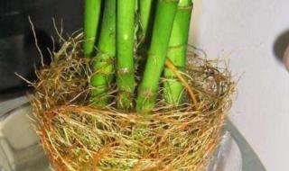 哪一种竹子不长在土里 哪一种竹子不长在土里