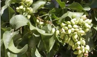 开心果还有别的名字吗 开心果还有别的名字吗