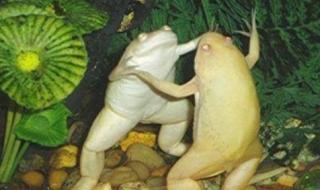 亲爱的你呀再跳个舞吧 亲爱的你呀再跳个舞吧